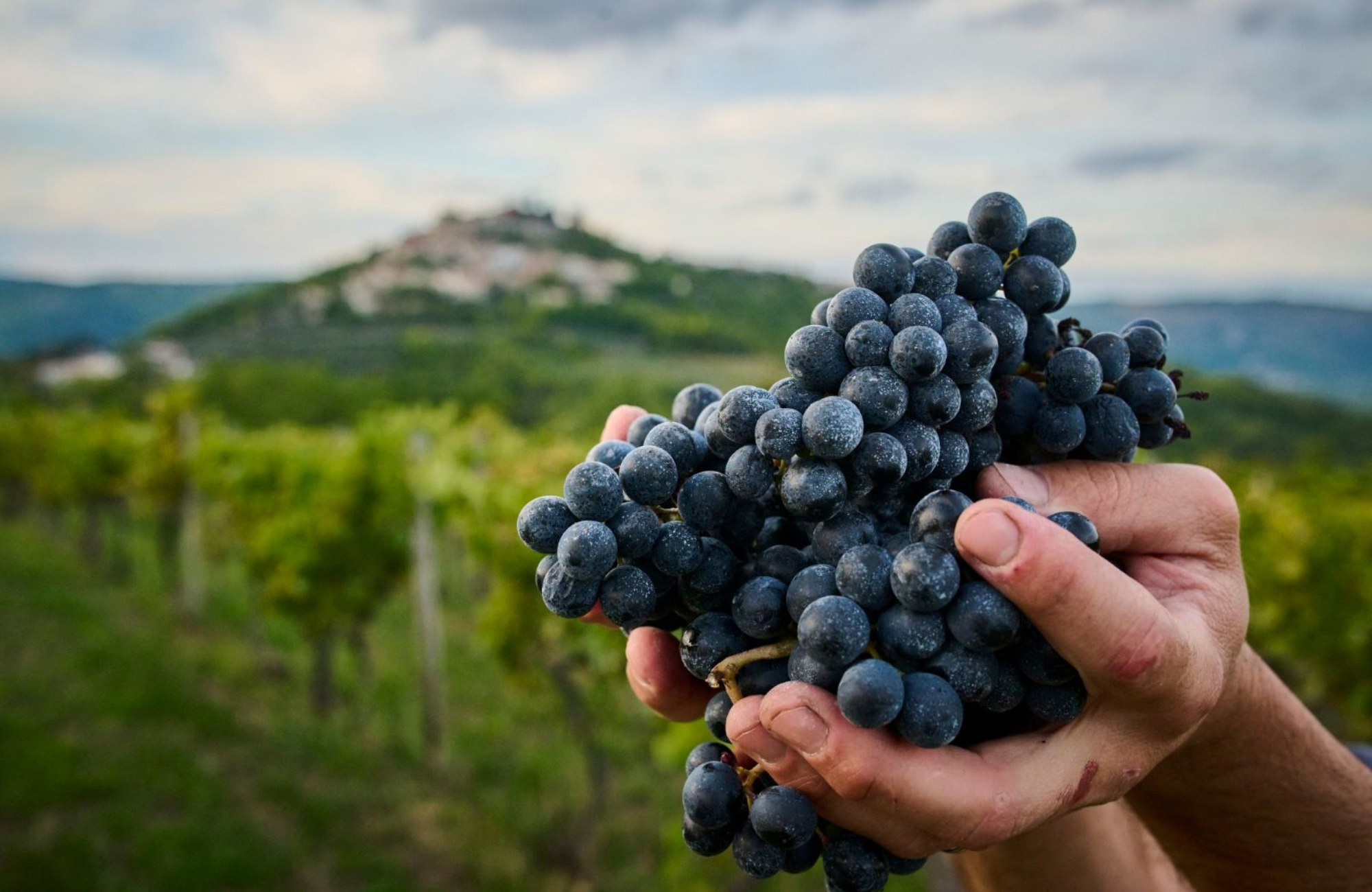 Istra na vinskom tronu jugoistočne Europe – Teran Bertoša najbolji na Decanterovom regionalnom ocjenjivanju