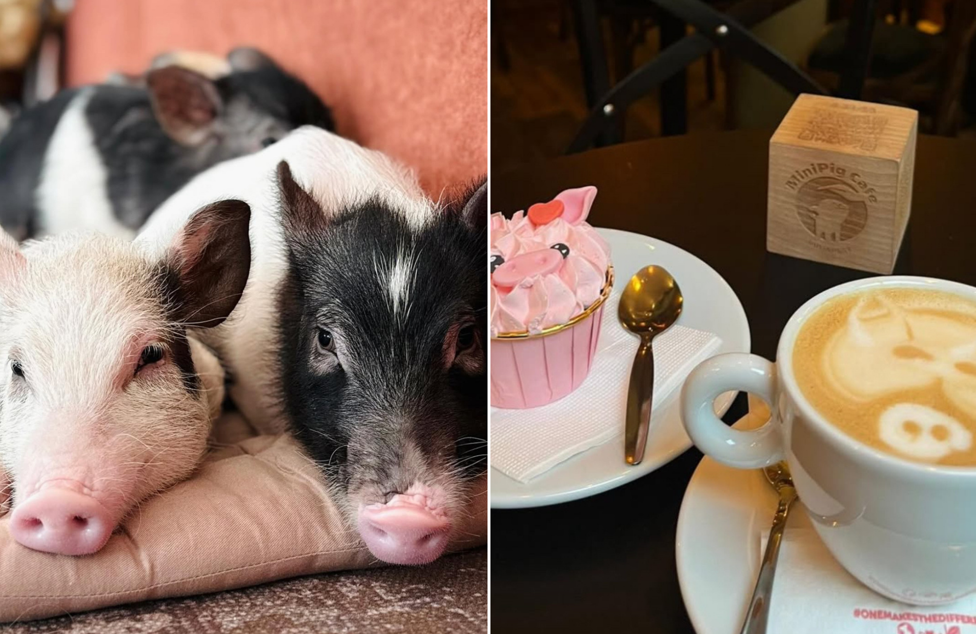 Budimpešta ima kafić u kojem možete maziti mini praščiće