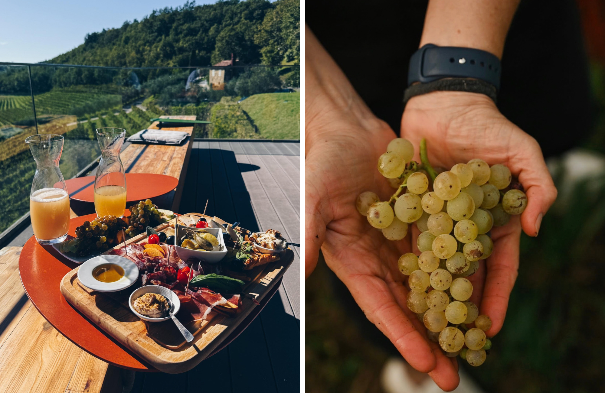 Prve čaše ovogodišnje berbe već su tu: Što zapravo znači „mlado vino“?